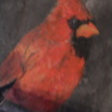 cardinal